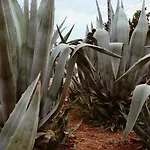 ラマベンデュラ ホテル
